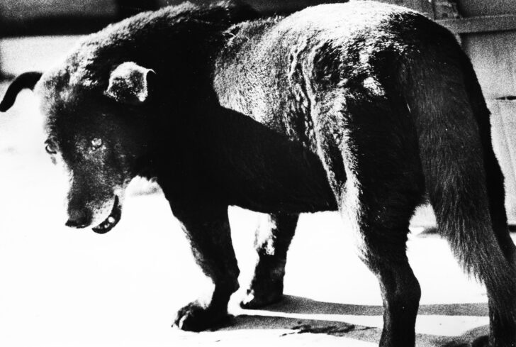 Daido Moriyama, Stray Dog, Misawa, Aomori (1971) © Daido Moriyama Photo Foundation