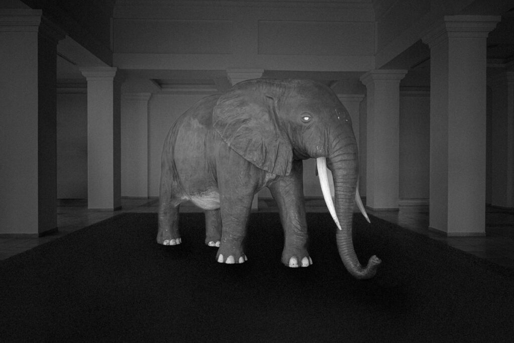 Dimitris Mytas - Elephant